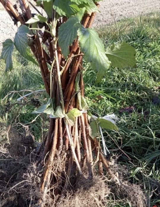 Sadzonki malin jesiennych