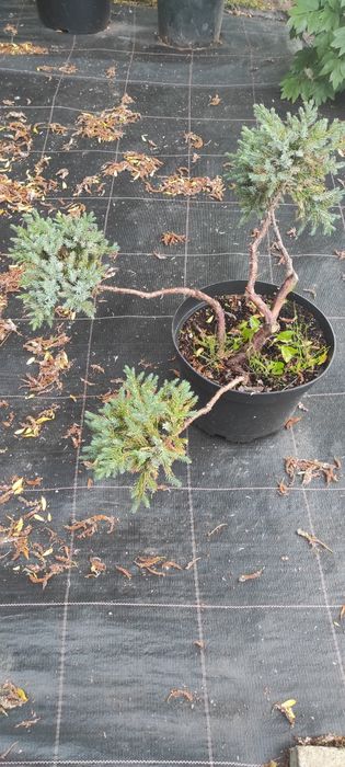 Krzewy formowane BONSAI 200CM