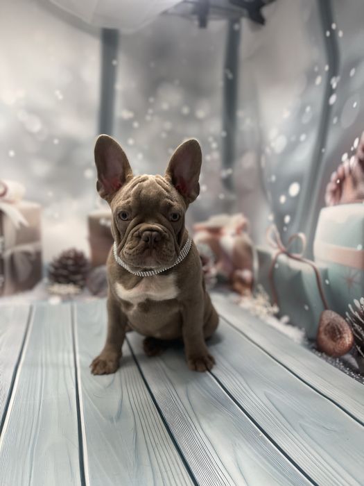 Изобеловый малыш французкого бульдога
