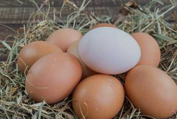 Ovos de galinhas caseiros