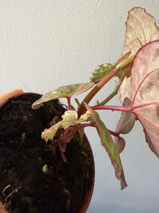 Begonia Muara Wahau