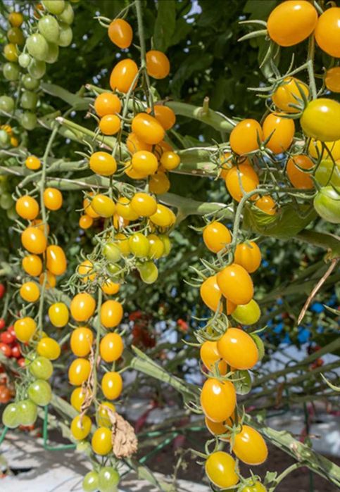 Nasiona pomidorów Holenderskich