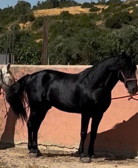Puro Lusitano Ortigão Costa inteiro