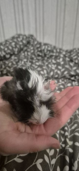 Продам морських свинок