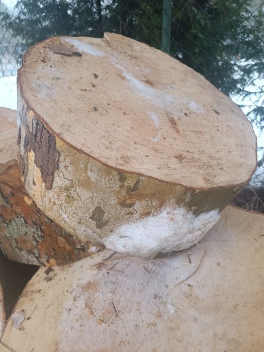 Plastry drzewa pieńki