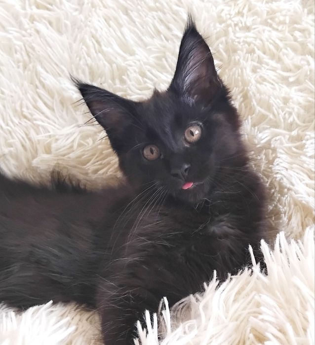 Кішечка породи Мейн Кун