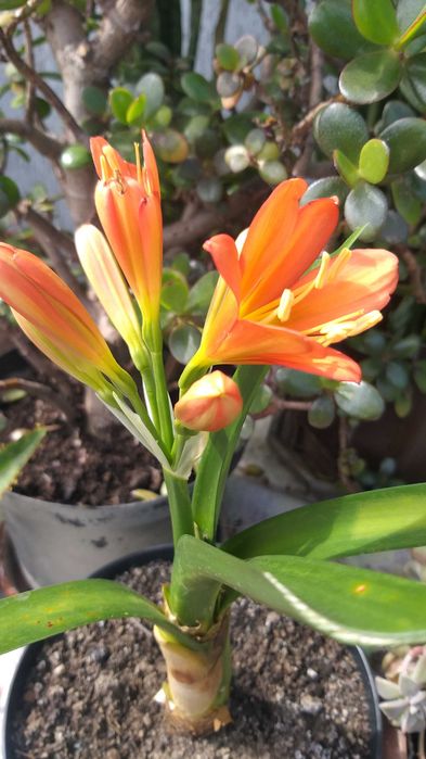 Валлота, клівія, зеферантес, амарилліс, гібіскус Чернівці