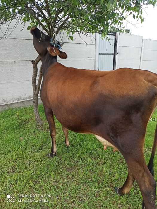 Прода корівку джесіку