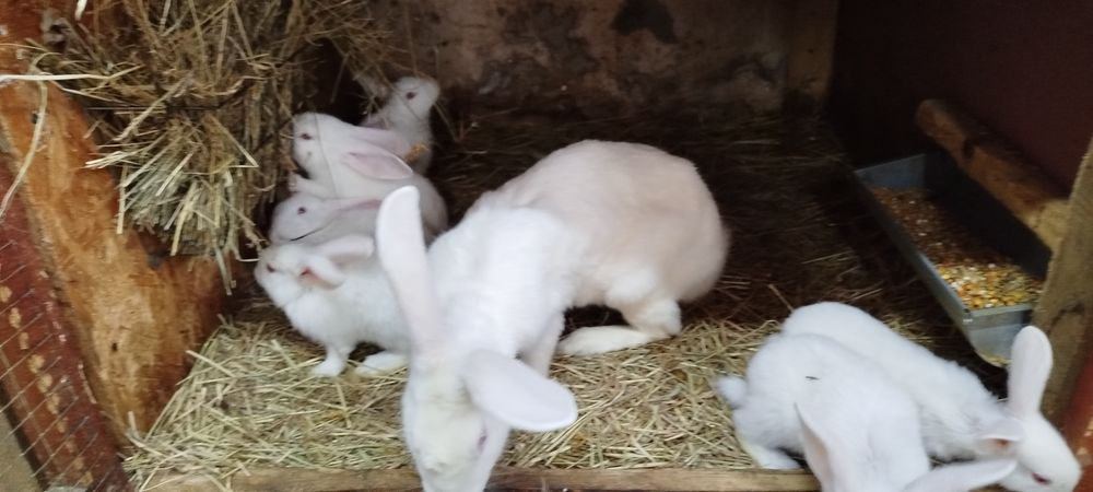 Samica termondzki biały z młodymi
