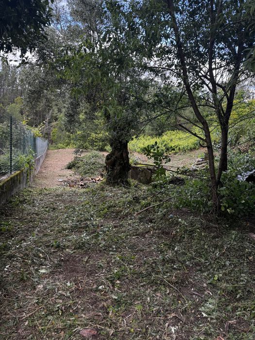 Seviços de corte de lenha e limpeza de terrenos  -Zona de Leiria