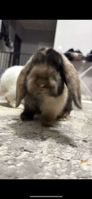 Królik Minilop/Baranek