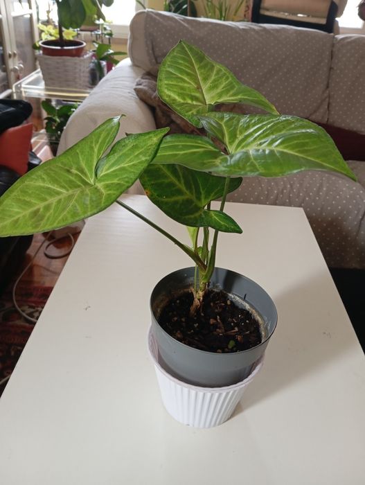 Singonio planta natural