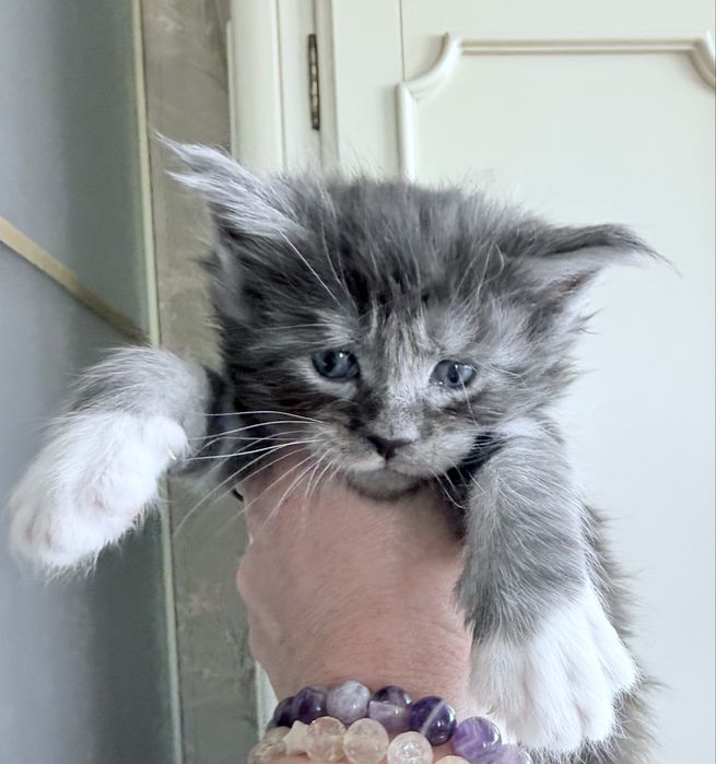 Розкішний велитень мейн кун MAINE COON рідкісний срібло