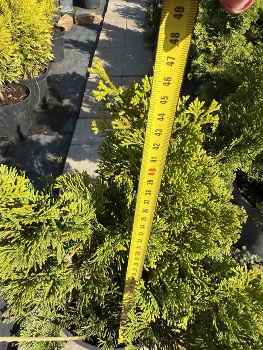 Кипарисовик туя Грацилис