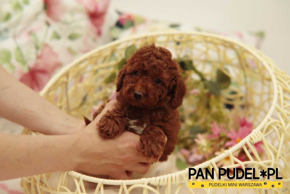 Pudel Toy/Mała Miniaturka Kochany Piesek Red Brown Najciemniejszy Już Odbiór