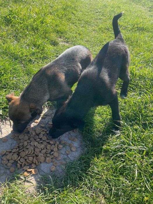 Дві грайливі собачки шукають дім