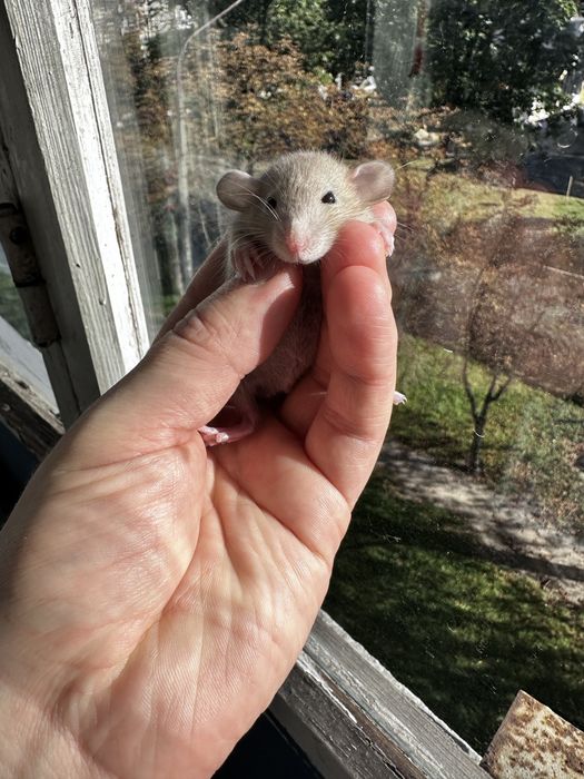 Крыса дамбо рекс, щурик,пацюч,крисята, декоративна криса