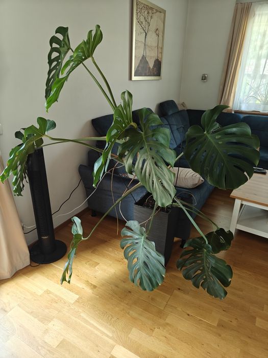 Monstera ok 1.5m x 2m