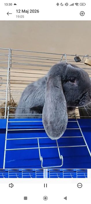 Króliki Barany francuskie niebieskie