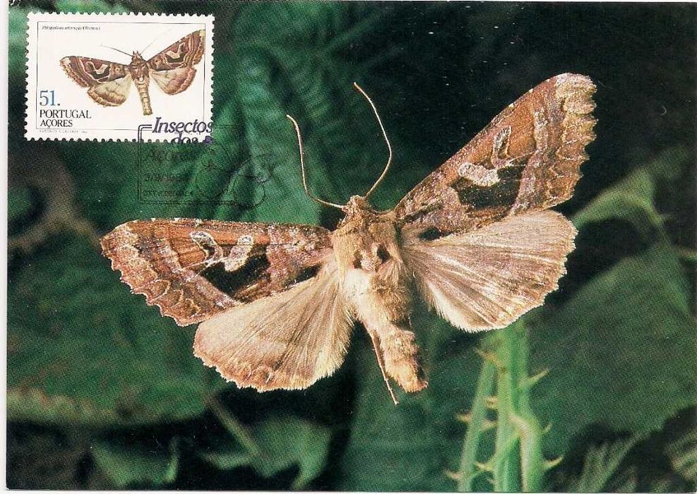 Postais Filatélicos - Insectos dos Açores - 03/09/1984