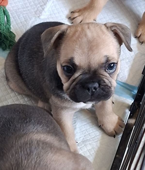 Sprzedam buldoga francuskiego