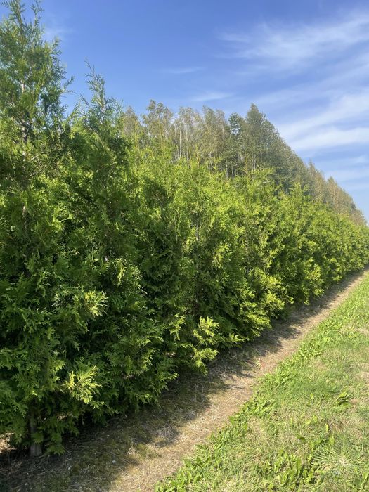 Duże Tuje Brabant 270cm ‼️PRODUCENT‼️ Wysokie Tuje Brabant do 4,5m‼️