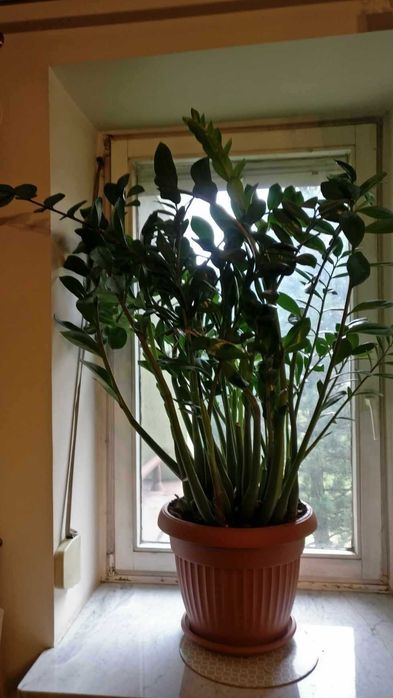 Roślina zamioculcas