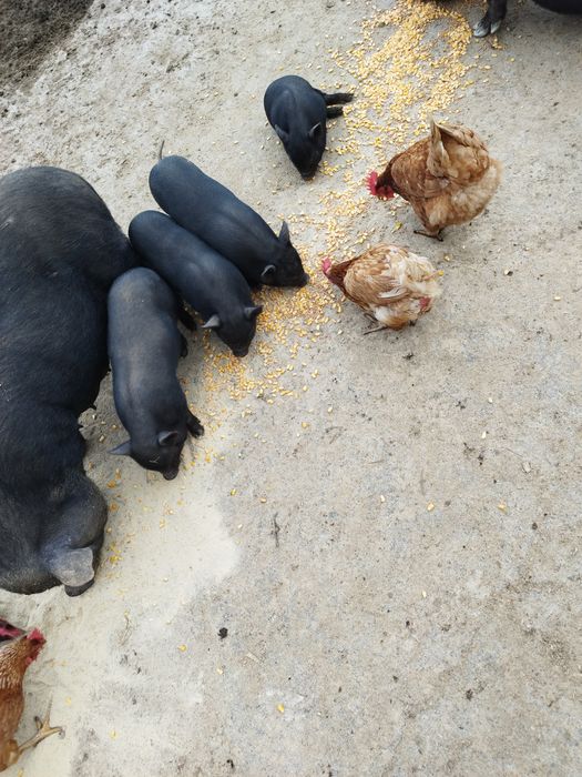 Porcos vietnamita netos de javali