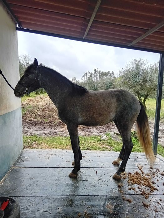 Poldro cruzado lusitano