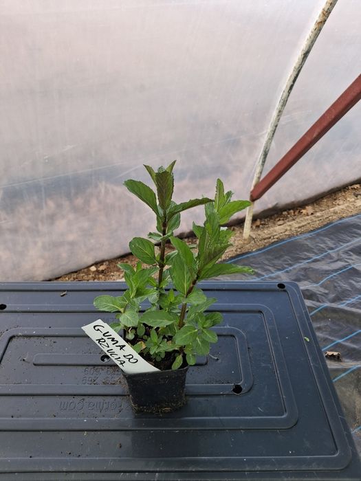 Rozsady mięt smakowych w 28 smakach.