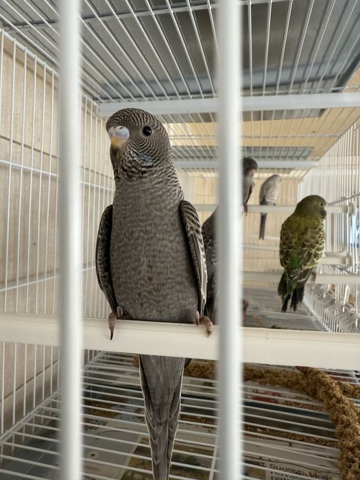 Tenho para ceder periquitos black face varias cores e ingeleses  de gr
