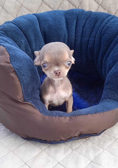 Мальчик чихуа мини размер