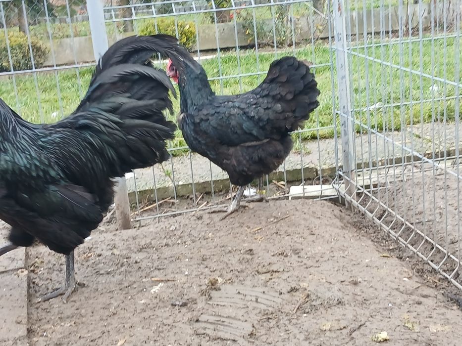 Kogut kura australorp czarny