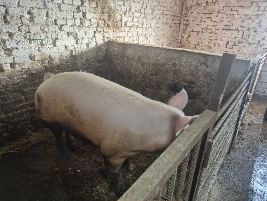 Свині на домашніх кормах