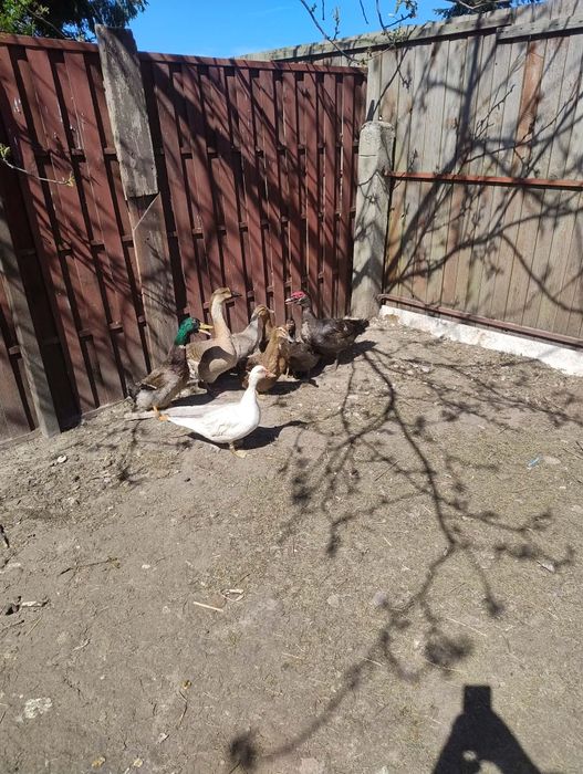 Sprzedam jaja lęgowe od stada mix staropolska i muskatniee