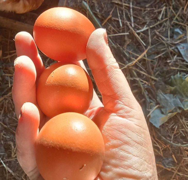 Ovos galinhas poderias