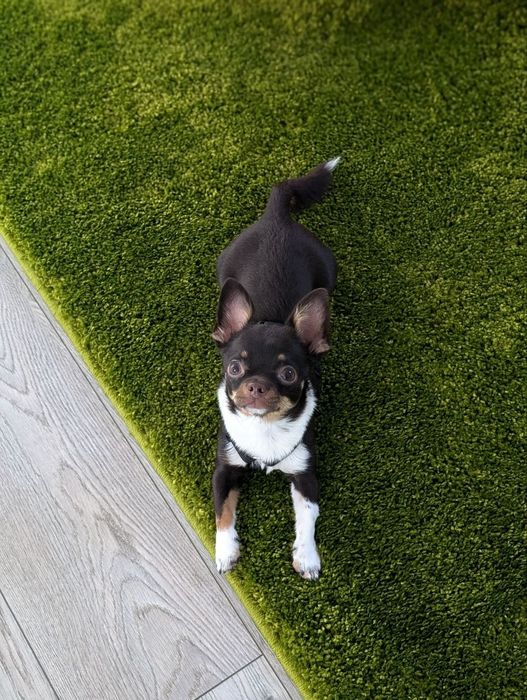 Горошок шукає дружину