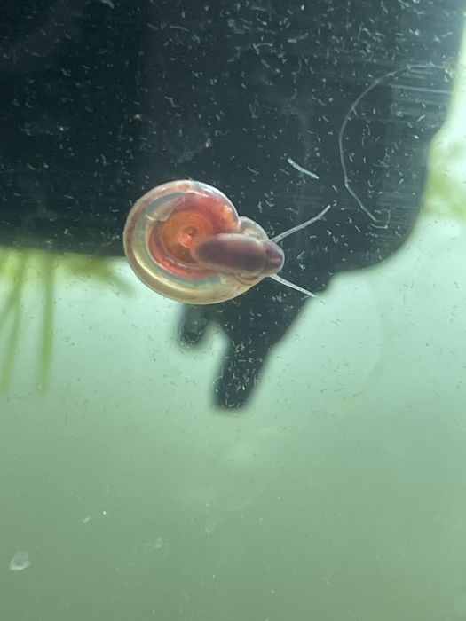 Ślimaki akwariowe od 0,5cm do 1cm