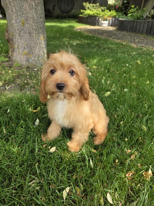 Cavapoo szczeniak
