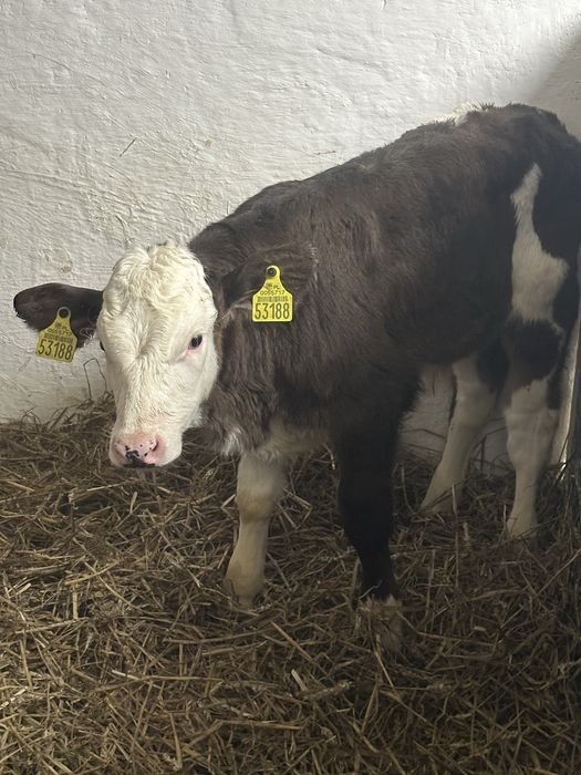 Sprzedam dwa byczki  6-8 tyg