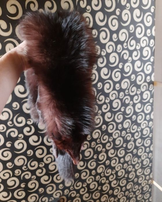 Черная лиса воротник.