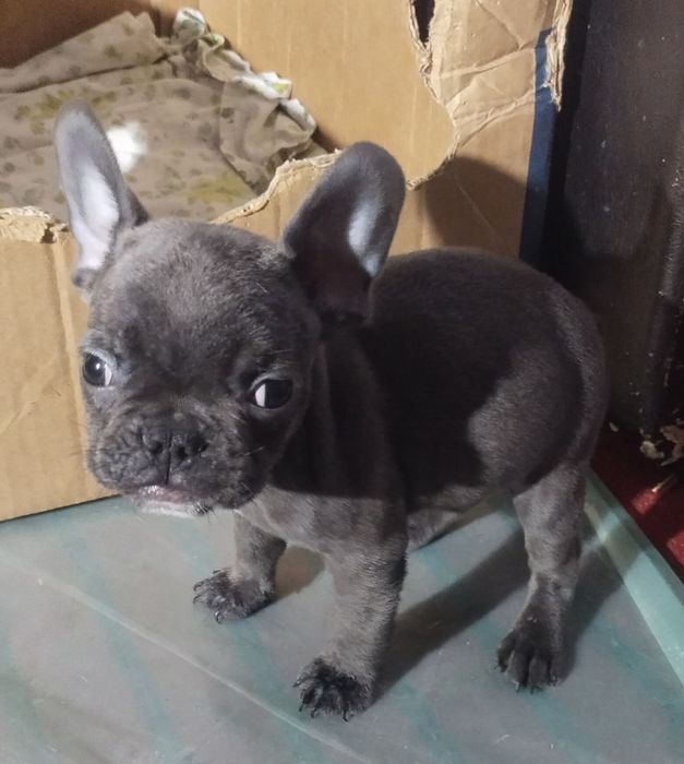 Продам цуценят Французький бульдог