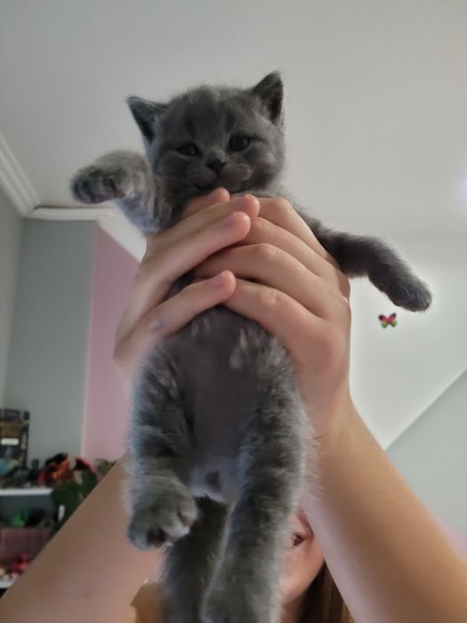 Шотландський хлопчик прямовушка