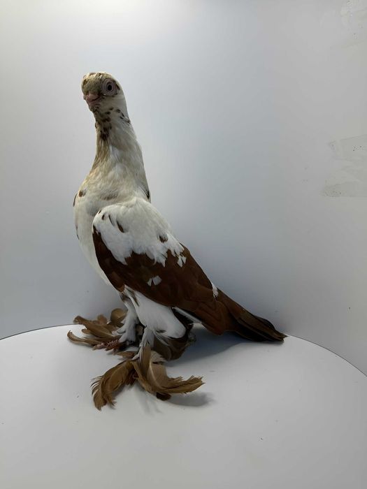 Motyl warszawski czerwony samiec 2025r.