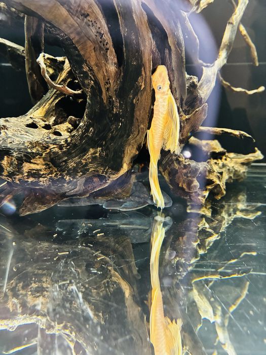 Ancistrus Long Fin