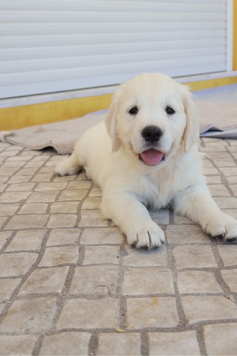 Golden Retriever fêmea com LOP