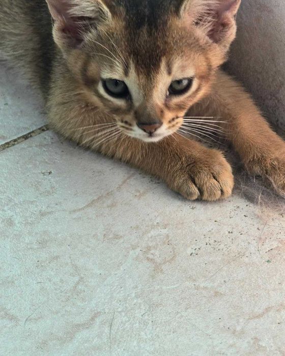 Продам кошенят Абіссинської породи