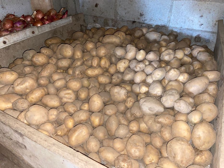 Vendo batatas saco de 20kg