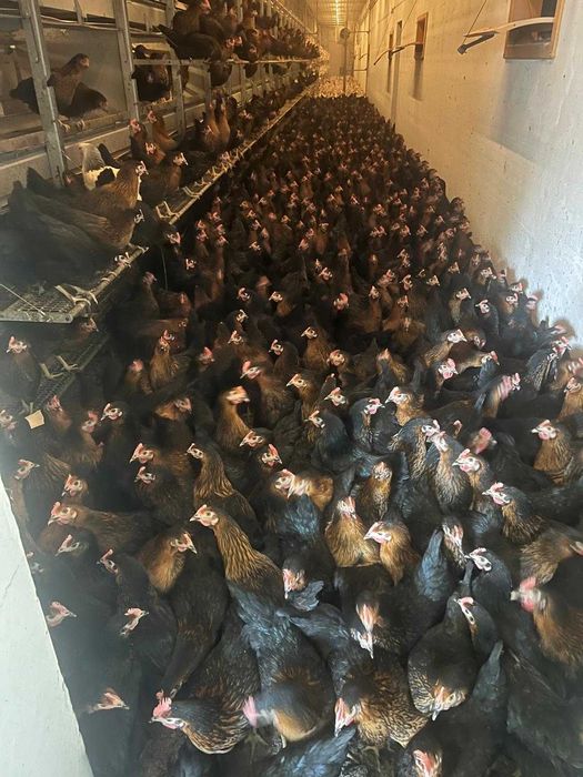 Kury nioski z własnej hodowli kurki z pierwszym jajkiem wszystkie rasy