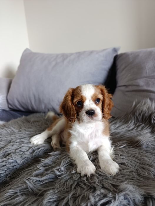 Cavalier  piesek